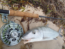 Bonefish capturé à Los Roques   Canne Thomas & Thomas 9p #8   Moulinet Abel Super 7/8N – Custom Bonefish 