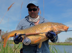  Carpe commune capturée en Camargue Canne Thomas & Thomas Horizon II 9p soie 6 Moulinet Abel Super 6N - Custom Fario Von Behr