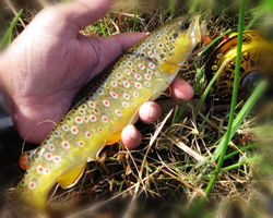 Truite Fario autochtone capturée en Auvergne Moulinet Abel Super 3N - Custom Fario Dorée 