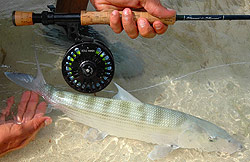 Bonefish capturé à Los Roques,   Canne Thomas & Thomas Horizon II 9p soie 8  Moulinet Abel Super 9 